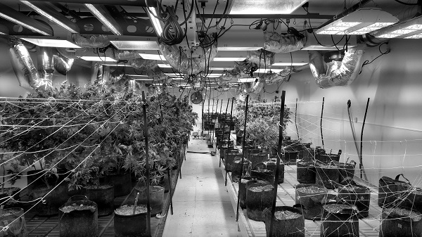 Indoor cannabis farming requires massive quantities of energy for lighting and climate control. This photo shows a Denver facility attempting more sustainable greenhouse cultivation. Nick Johnson 